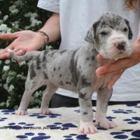Chiots dogue allemand lof - portée de zia #6
