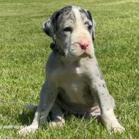 Chiots dogue allemand lof - portée de zia #9