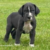 Chiots dogue allemand lof - portée de zia #10