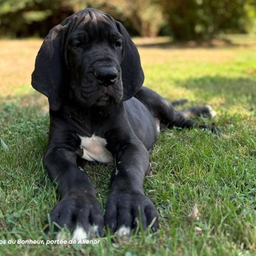 Chiots dogue allemand lof - portée de alienor