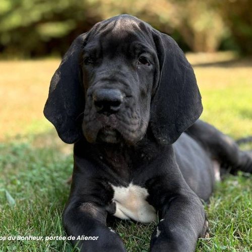 Chiots dogue allemand lof - portée de alienor #2