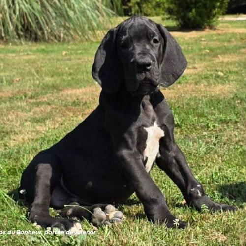Chiots dogue allemand lof - portée de alienor #3