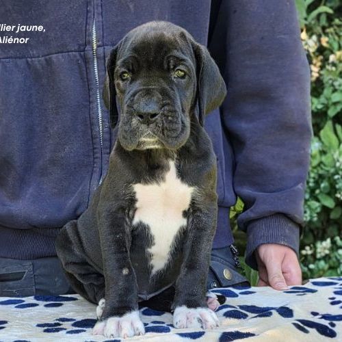 Chiots dogue allemand lof - portée de alienor #1