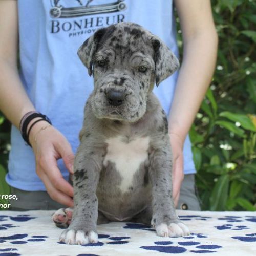 Chiots dogue allemand lof - portée de alienor