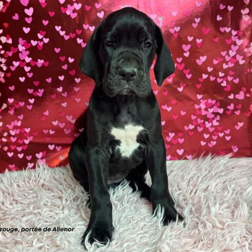Chiots dogue allemand lof - portée de alienor #4
