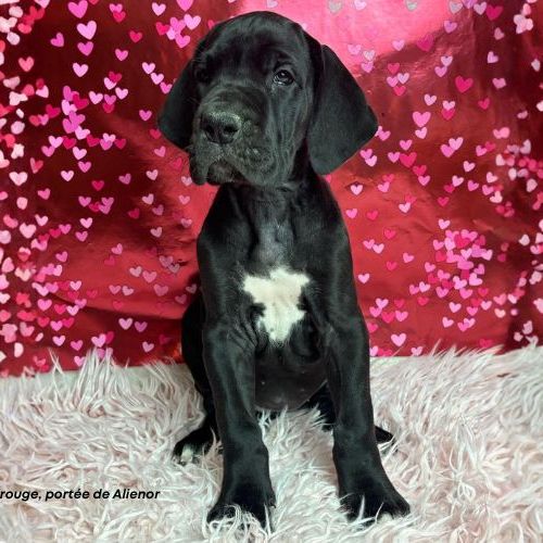 Chiots dogue allemand lof - portée de alienor #5
