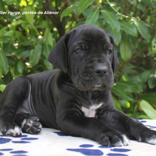 Chiots dogue allemand lof - portée de alienor #4