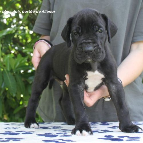 Chiots dogue allemand lof - portée de alienor #5