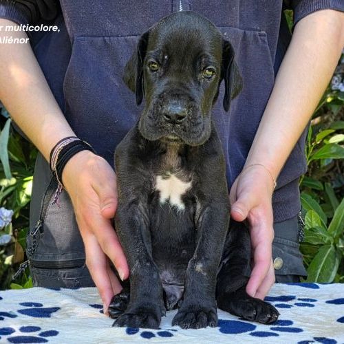 Chiots dogue allemand lof - portée de alienor #6