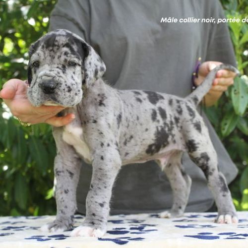 Chiots dogue allemand lof - portée de alienor #7