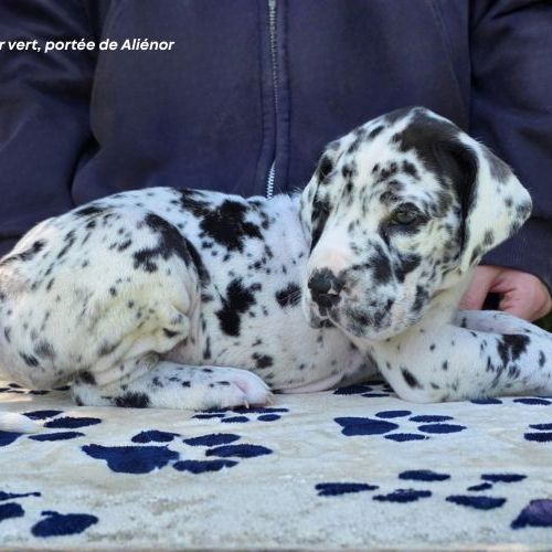 Chiots dogue allemand lof - portée de alienor #8