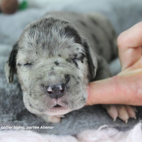 Chiots dogue allemand lof - portée de alienor #3