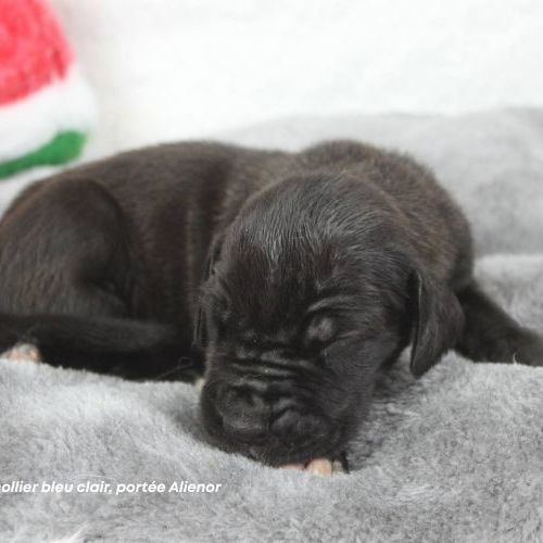 Chiots dogue allemand lof - portée de alienor #4