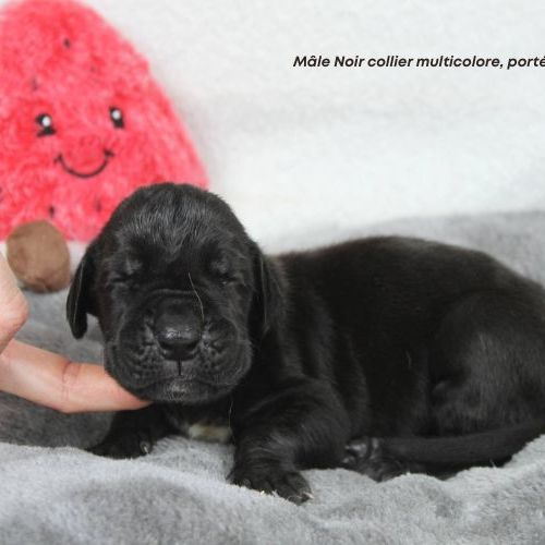 Chiots dogue allemand lof - portée de alienor #5