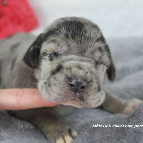 Chiots dogue allemand lof - portée de alienor #0