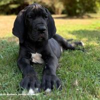 Chiots dogue allemand lof - portée de alienor