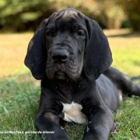 Chiots dogue allemand lof - portée de alienor #2