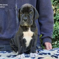 Chiots dogue allemand lof - portée de alienor #1
