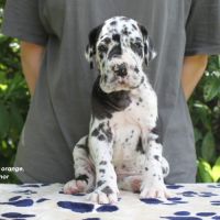 Chiots dogue allemand lof - portée de alienor #2