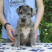 Chiots dogue allemand lof - portée de alienor