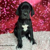 Chiots dogue allemand lof - portée de alienor #4
