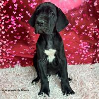 Chiots dogue allemand lof - portée de alienor #5
