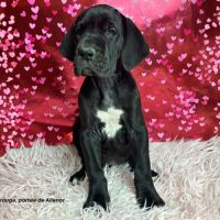 Chiots dogue allemand lof - portée de alienor #6