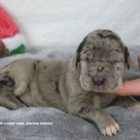 Chiots dogue allemand lof - portée de alienor #1