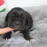 Chiots dogue allemand lof - portée de alienor #2