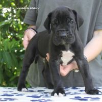 Chiots dogue allemand lof - portée de alienor #5
