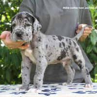 Chiots dogue allemand lof - portée de alienor #7