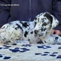 Chiots dogue allemand lof - portée de alienor #8