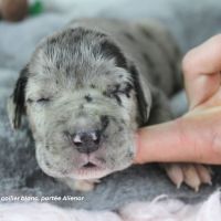 Chiots dogue allemand lof - portée de alienor #3