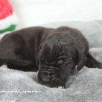 Chiots dogue allemand lof - portée de alienor #4