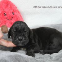 Chiots dogue allemand lof - portée de alienor #5