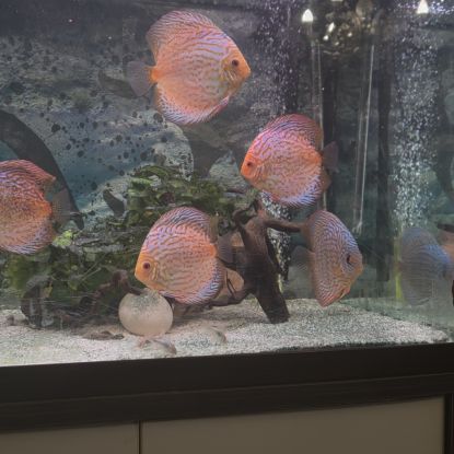 Discus adultes #1