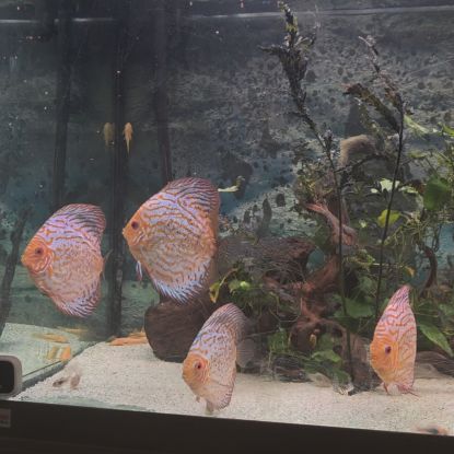 Discus adultes #2