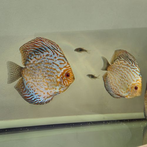 Discus adultes #5