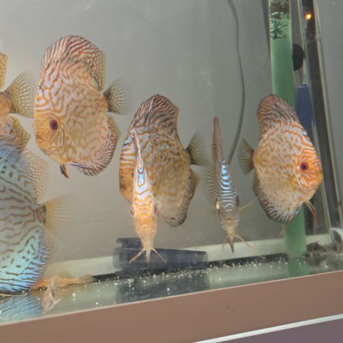 Discus adultes #6