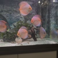 Discus adultes #1