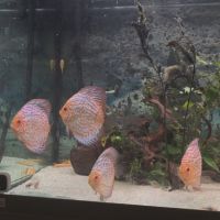 Discus adultes #2