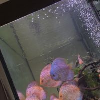 Discus adultes #3