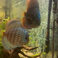 Discus adultes #0