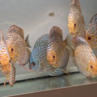 Discus adultes #7