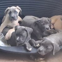 Chiot cane corso pure race #1