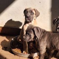 Chiot cane corso pure race