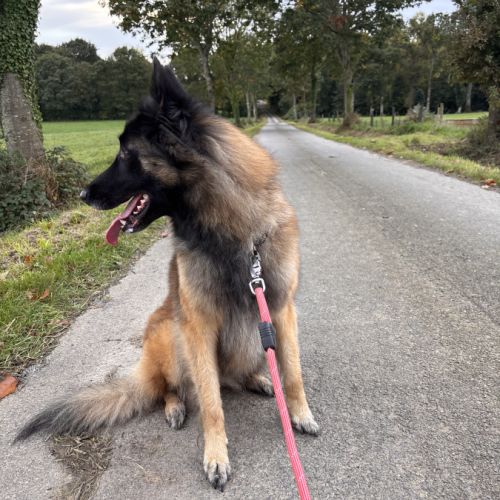 Chienne tervueren de 5 ans #2