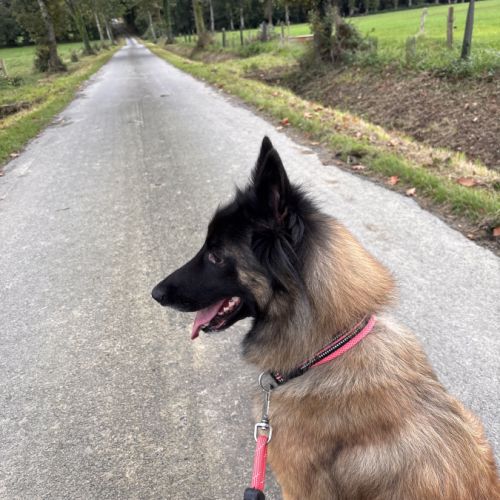 Chienne tervueren de 5 ans #3