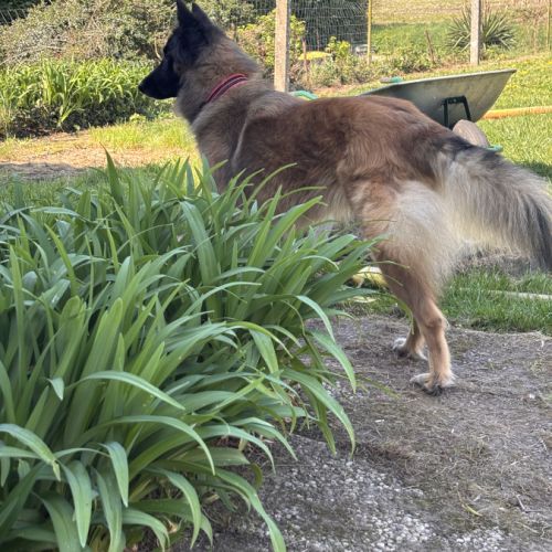 Chienne tervueren de 5 ans #4