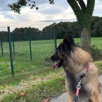 Chienne tervueren de 5 ans #0